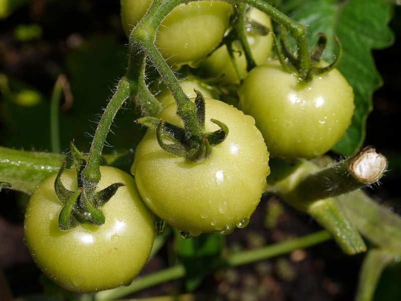 Heirloom Varieties