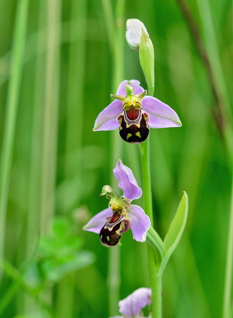 Rare Plant Species