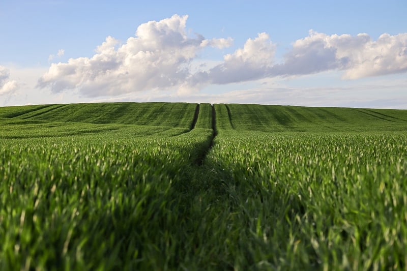 Harvested crops