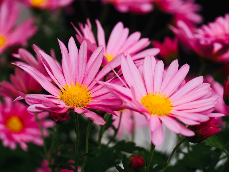 Chrysanthemum