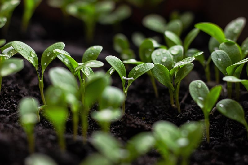 Healthy Soil