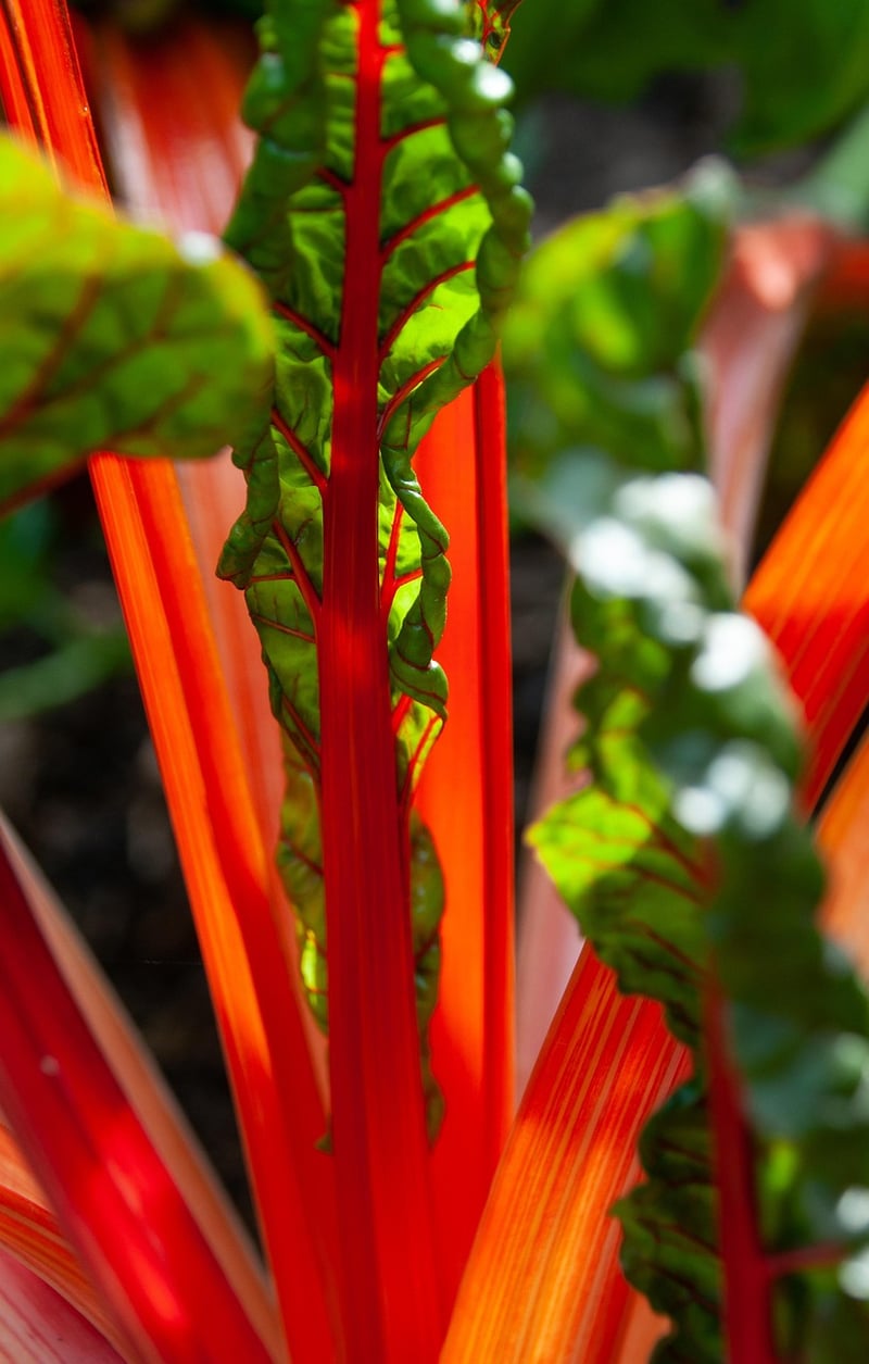 Rainbow Swiss Chard
