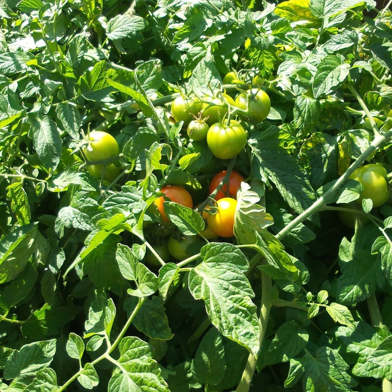 Heirloom Brandywine Tomato